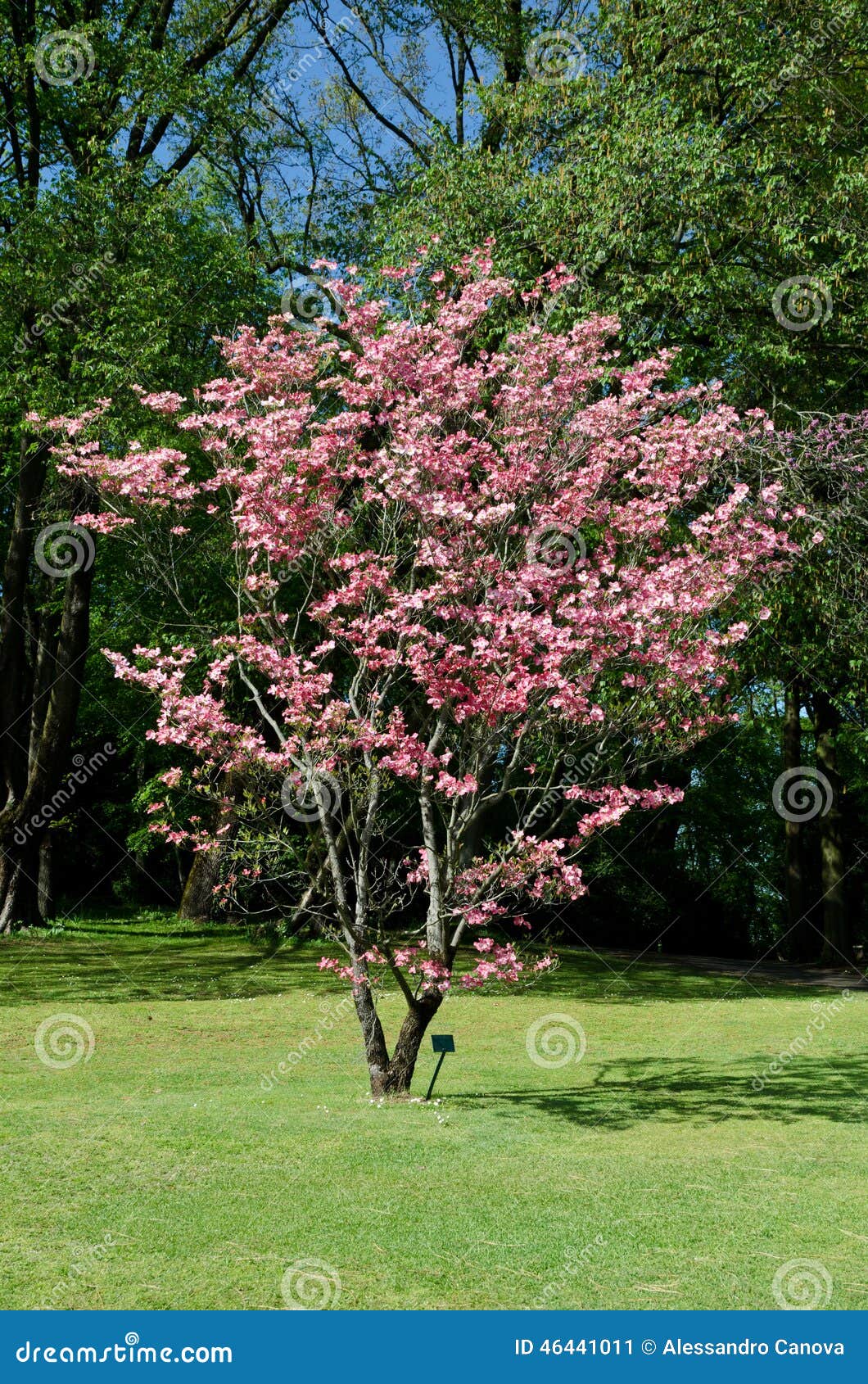 cornus florida rubra, park sigurtÃÂ , verona italy